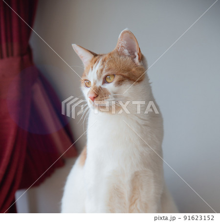 猫 猫 91623152
