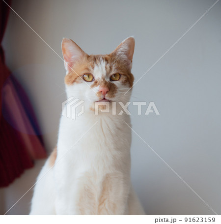 猫 91623159
