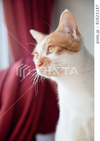 猫 猫 91623187