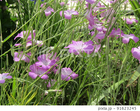 ムギナデシコの桃色の縁取りの白い花 ムギナデシコの桃色の縁取りの白い花 91623245