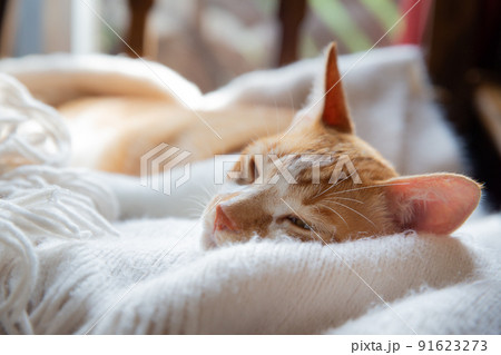 三毛猫、茶トラ猫、猫 91623273