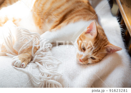 三毛猫、茶トラ猫、猫 91623281