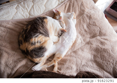 三毛猫、茶トラ猫、猫 91623291