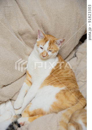 三毛猫、茶トラ猫、猫 91623303