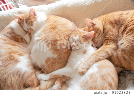 三毛猫、茶トラ猫、猫 三毛猫、茶トラ猫、猫 91623323
