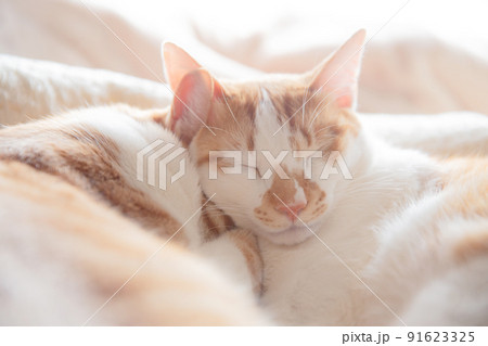 三毛猫、茶トラ猫、猫 三毛猫、茶トラ猫、猫 91623325
