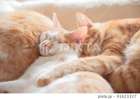 三毛猫、茶トラ猫、猫 三毛猫、茶トラ猫、猫 91623327