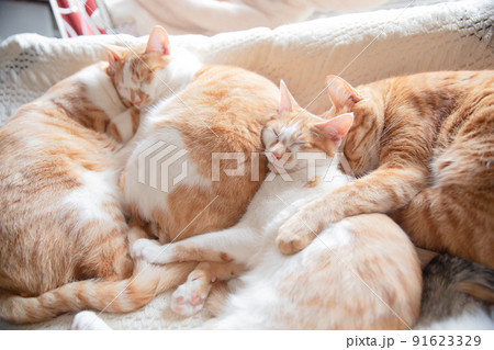 三毛猫、茶トラ猫、猫 91623329