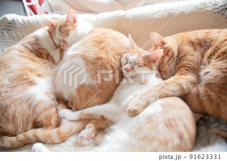 三毛猫、茶トラ猫、猫 91623331