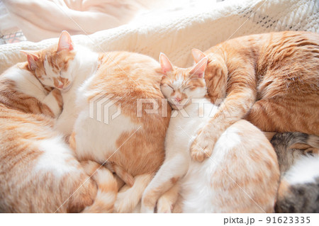 三毛猫、茶トラ猫、猫 三毛猫、茶トラ猫、猫 91623335
