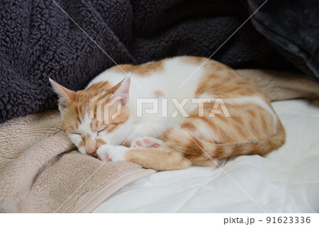 三毛猫、茶トラ猫、猫 91623336