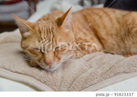 三毛猫、茶トラ猫、猫 三毛猫、茶トラ猫、猫 91623337