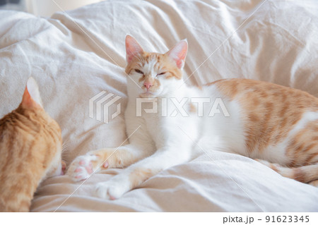 三毛猫、茶トラ猫、猫 91623345