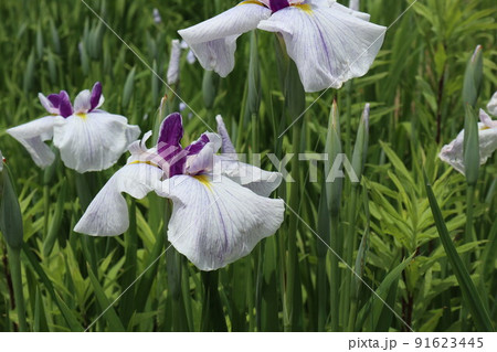 初夏を彩るアヤメの花 91623445