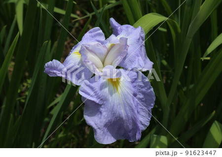 初夏を彩るアヤメの花 91623447