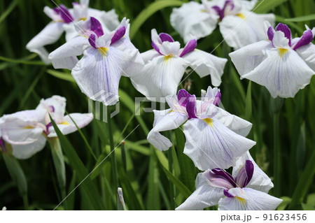 初夏を彩るアヤメの花 91623456