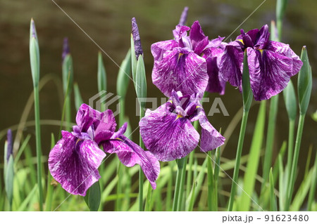 初夏を彩るアヤメの花 91623480
