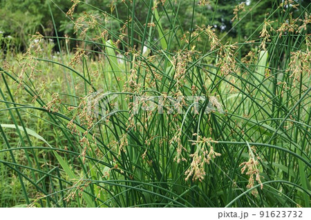 フトイの花序 91623732