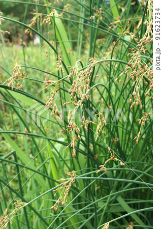 フトイの花序 91623734