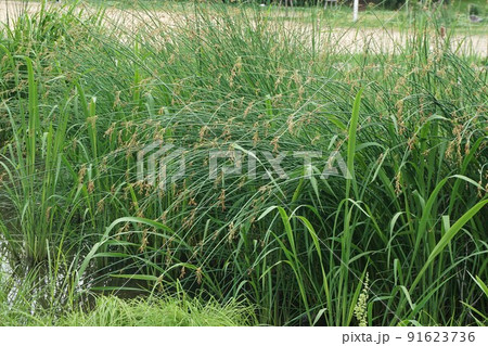 フトイの花序 91623736