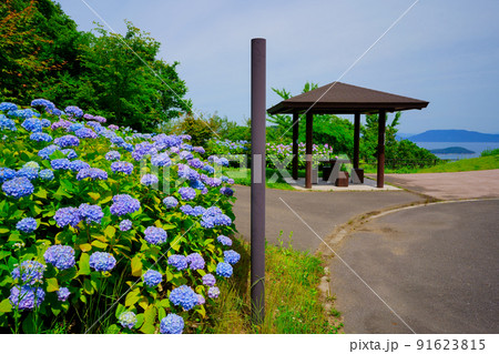 紫陽花(香川県あじ竜王山公園) 紫陽花(香川県あじ竜王山公園) 91623815