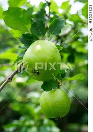 3548　ニュートンのリンゴ 91623821