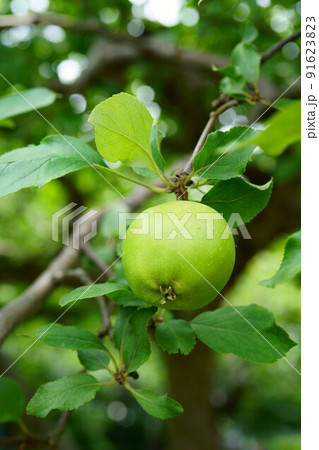 3547　ニュートンのリンゴ 91623823