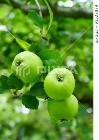 3546　ニュートンのリンゴ 91623824