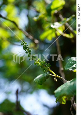 3544　メンデルのブドウ 91623827