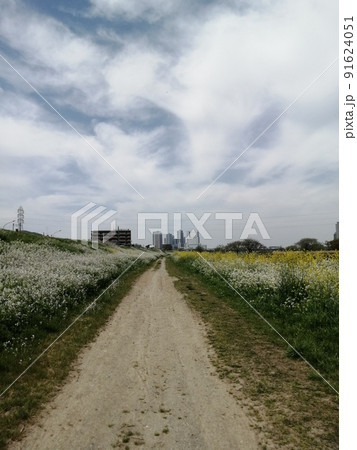 多摩川河川敷 古市場付近 多摩川河川敷 古市場付近 91624051