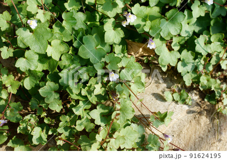 シンバラリア コロセウムアイビー ツタバウンラン シンバラリア コロセウムアイビー ツタバウンラン 91624195