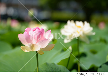 南越前町はなはす公園の蓮 南越前町はなはす公園の蓮 91624392