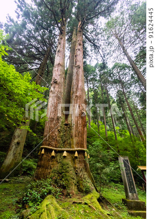 神木三本杉2 91624445