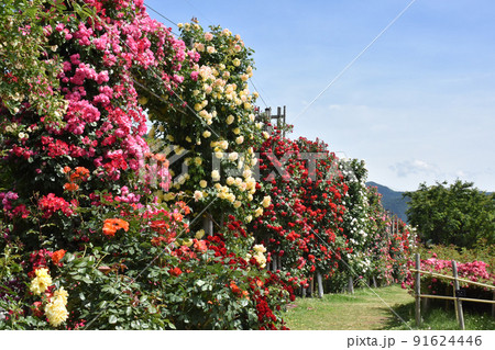 【長野県中野市】一本木公園　信州なかのバラまつり 91624446