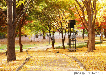 晩秋 黄葉 赤色 91624582