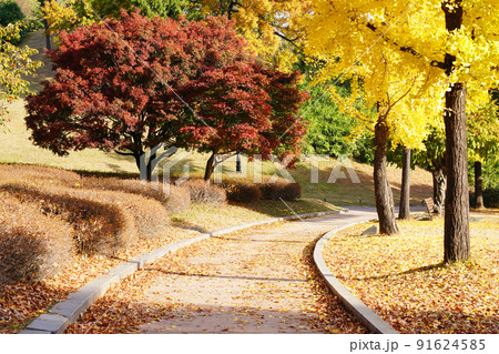 黄葉 街路樹 観光 91624585