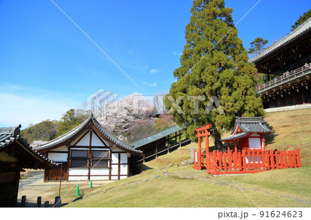 奈良の桜 二月堂 奈良の桜 二月堂 91624623