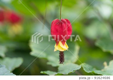 チロリアンランプ チロリアンランプ 91624686