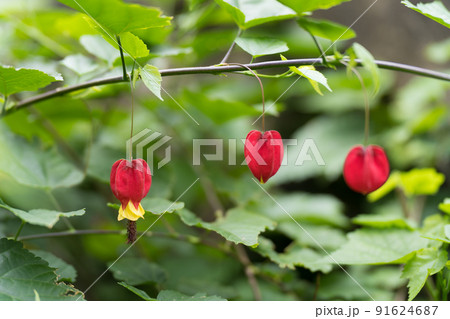 チロリアンランプ 91624687