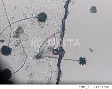 ケカビの生育している様子 91624706