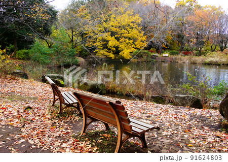 木製ベンチと落ち葉 木製ベンチと落ち葉 91624803