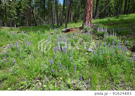 Wildflowers on Lion Mountain Trail near Whitefish, Montana. 91624883