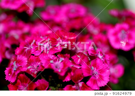 ピンク色の撫子 ピンク色の撫子 91624979