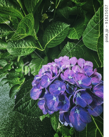 紫色の花、紫色の紫陽花、紫陽花のある風景、満開の紫陽花 紫色の花、紫色の紫陽花、紫陽花のある風景、満開の紫陽花 91625037
