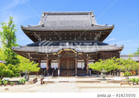 高田本山専修寺に咲くハス 91625050