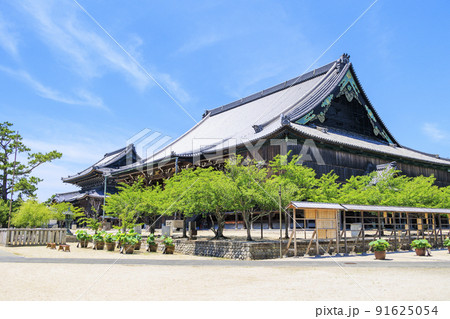 高田本山専修寺に咲くハス 高田本山専修寺に咲くハス 91625054