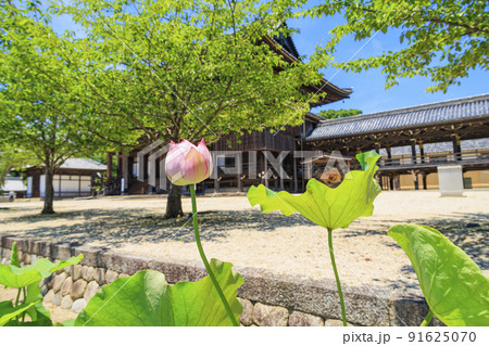 高田本山専修寺に咲くハス 91625070