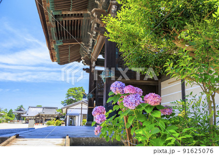 高田本山専修寺に咲くハス 91625076