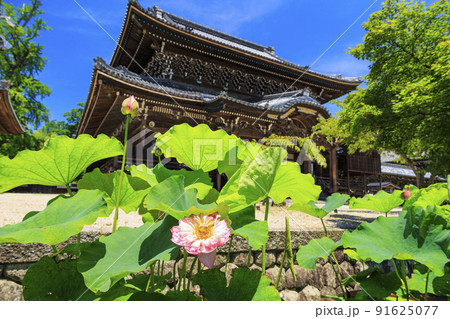 高田本山専修寺に咲くハス 91625077