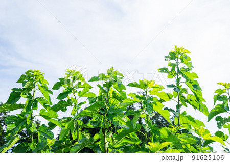 まっすぐに伸びる桑の木 まっすぐに伸びる桑の木 91625106